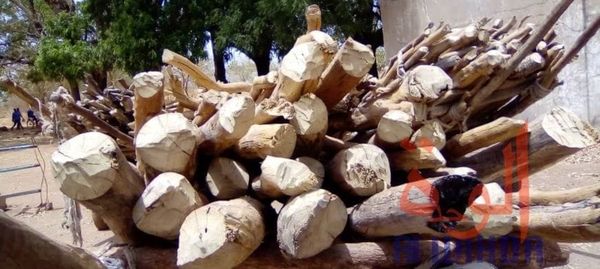 Tchad : à Ati, entre survie économique et urgence climatique, le dilemme du bois-énergie