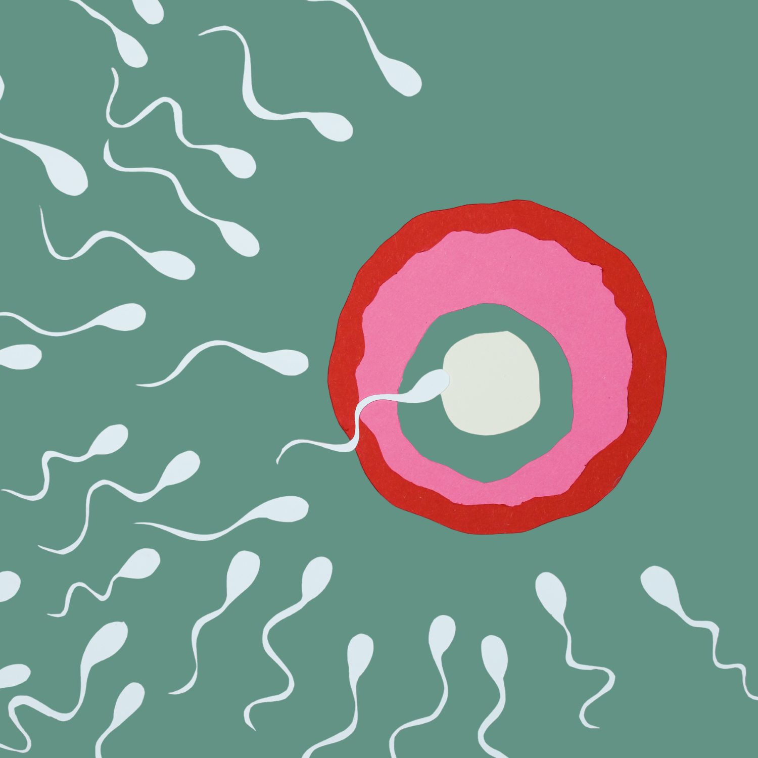 Egg and sperm. 