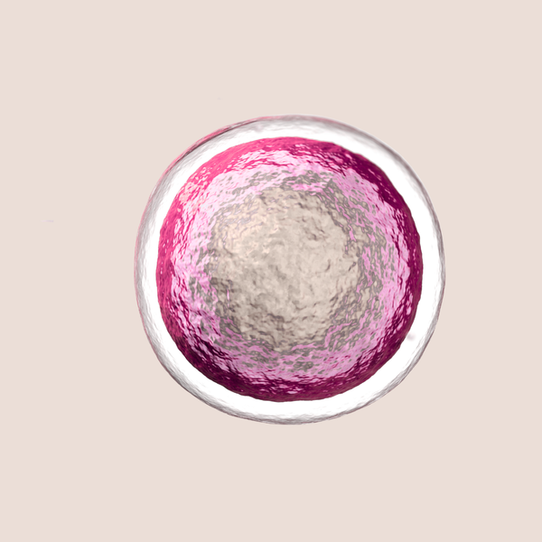 Human egg cell (ovum).
