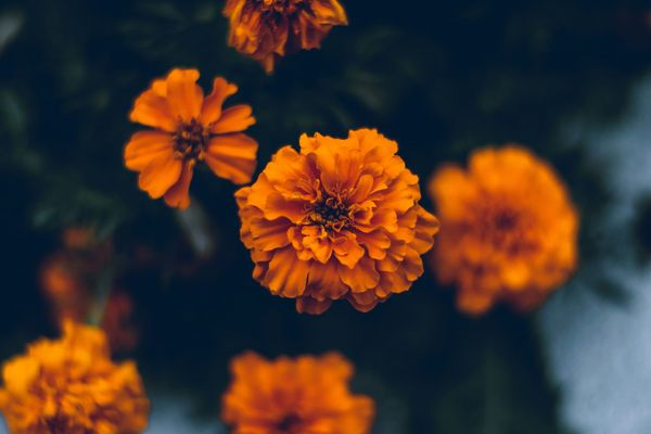 Bright orange cempasúchil (marigold) flowers are crisp in the foreground against a blurred blue-grey background.