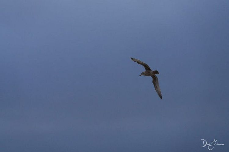 Of Icarus and Ignorance