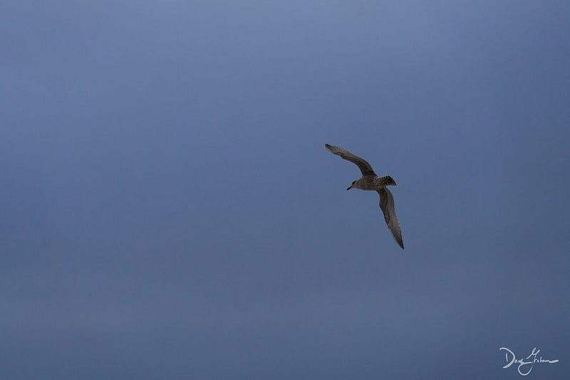 Of Icarus and Ignorance
