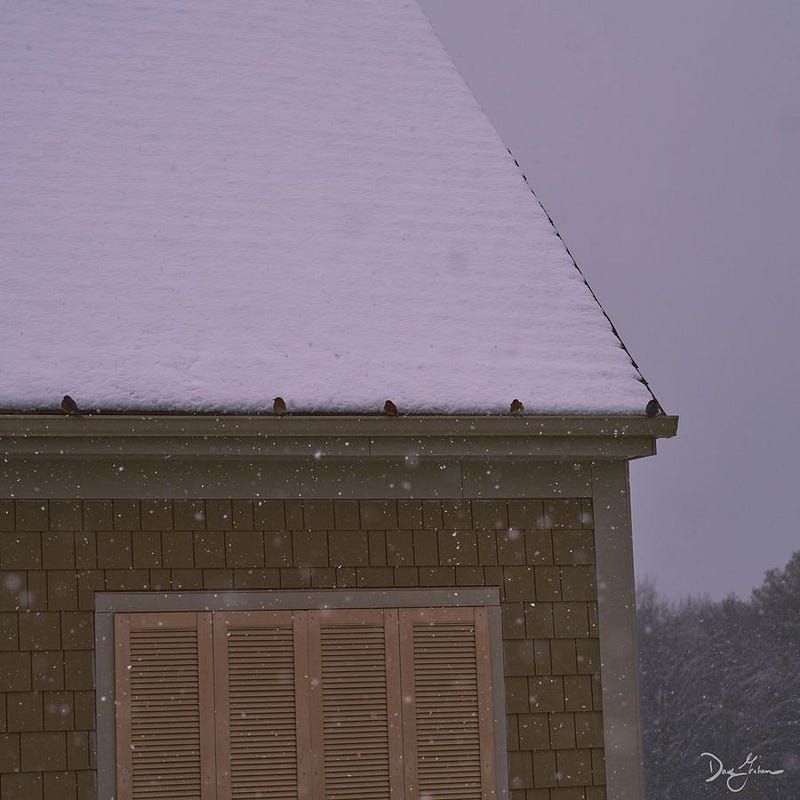 Eastern Bluebirds resting on a gutter during a snowstorm