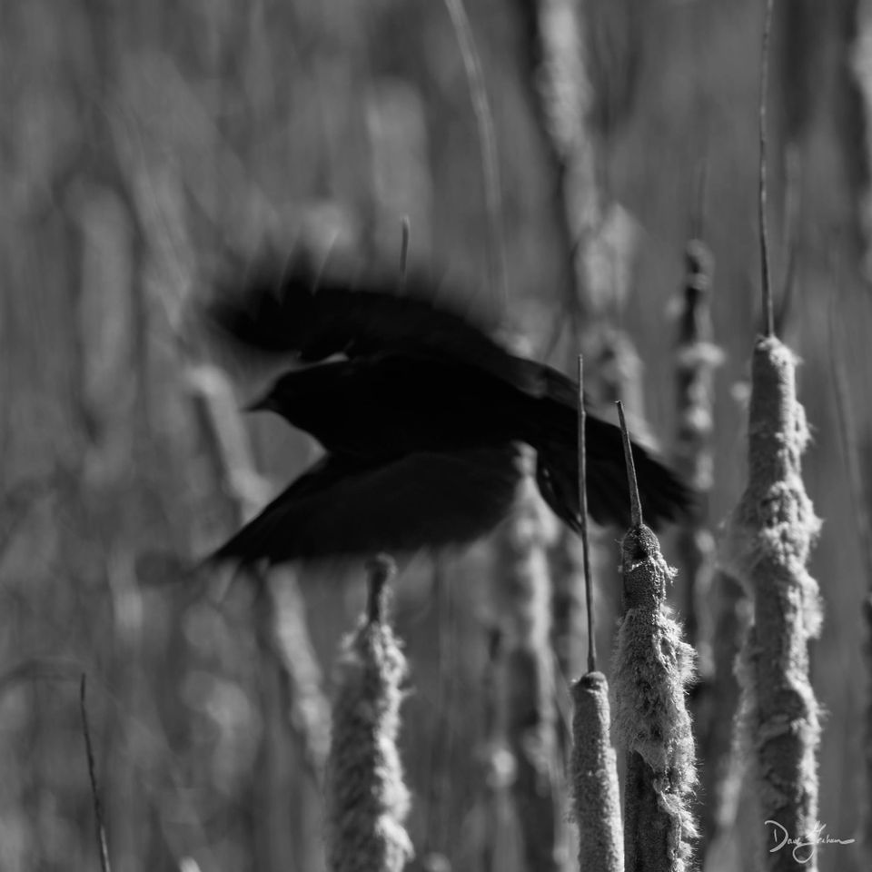 Agonistic Futures: Modeling Resource Conflict Between AI Systems and Human Societies