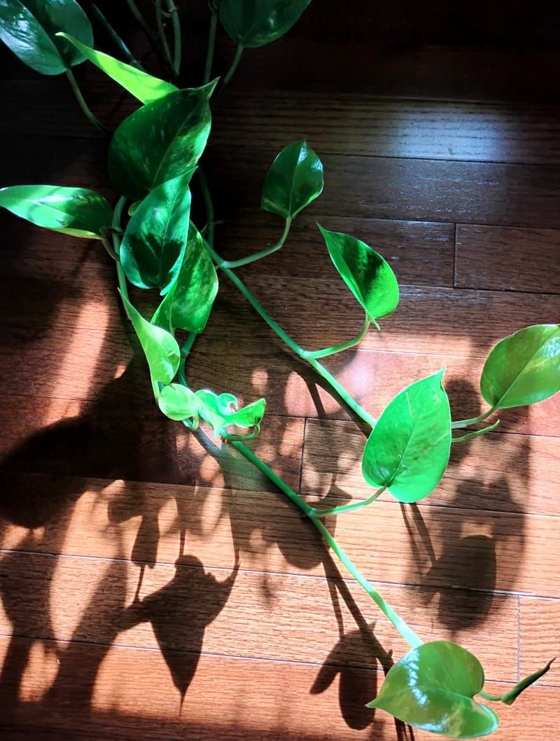A pothos vine bathing in sunlight on a hardwood floor.