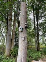 Felling Six Trees