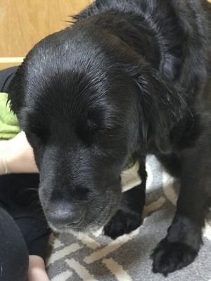 New Family Member Welcomed Home