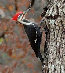 What Bird Is That?