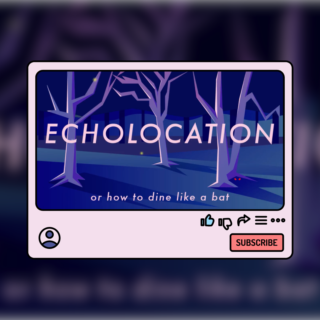 Echolocation: Or How to Dine Like a Bat post image