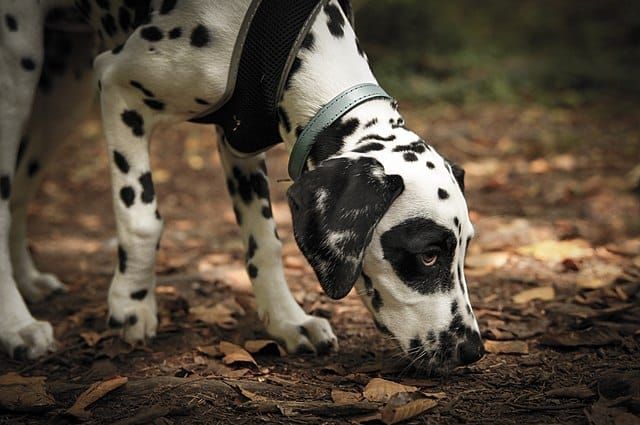 What 101 Dalmatians Got Right About Playtesting Your Game
