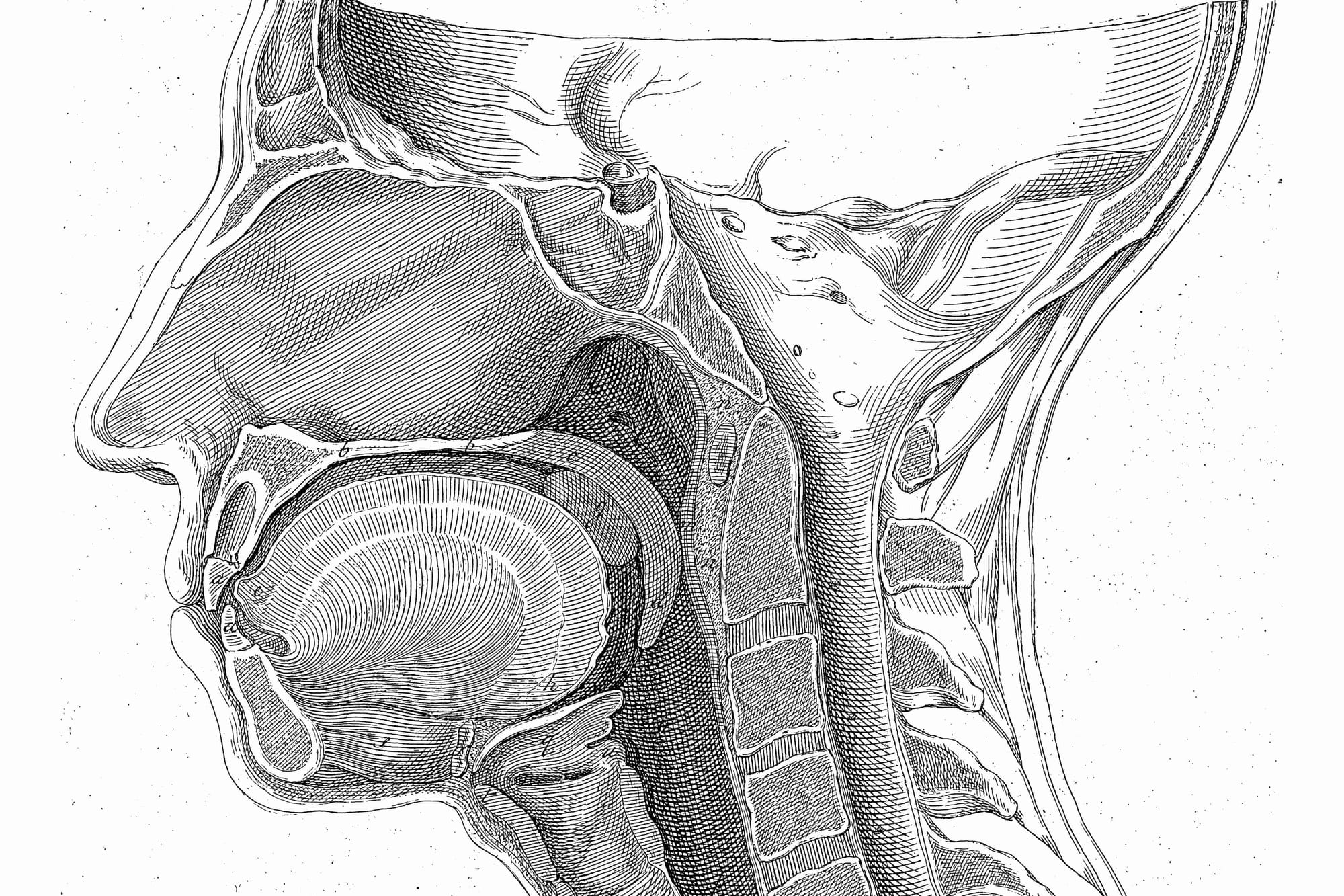 Black and white antique anatomical engraving showing a cross-section of the human head and neck in profile, with detailed line work of the nasal cavity, tongue, throat, and cervical spine.