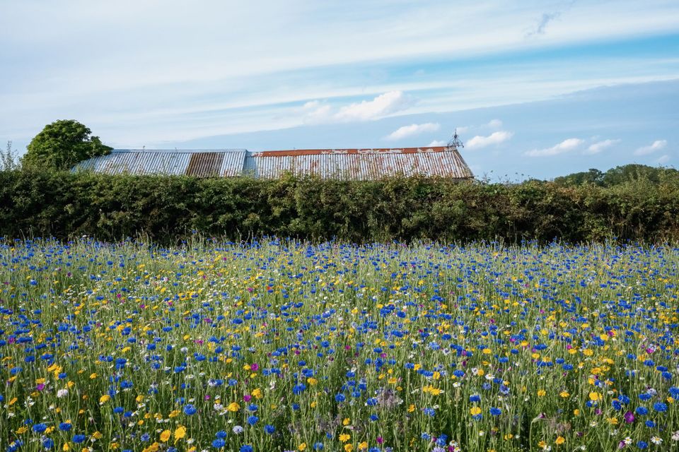 A sea of blue and yellow wildflowers stretching up to a hedge and rustic shed.
