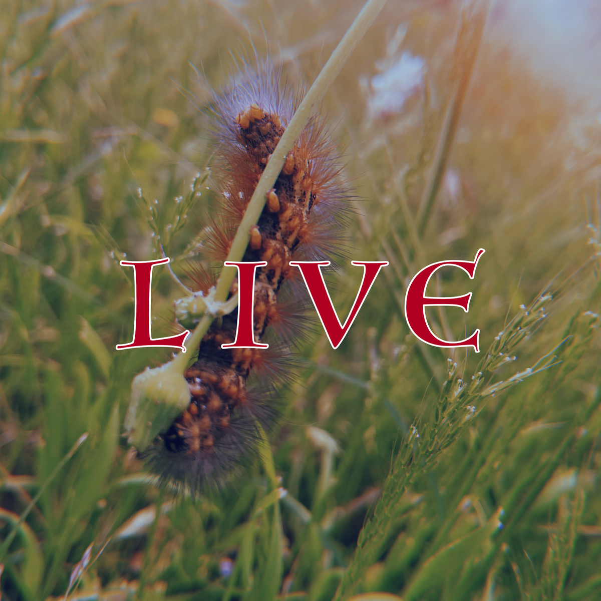 GTD #9: LIVE