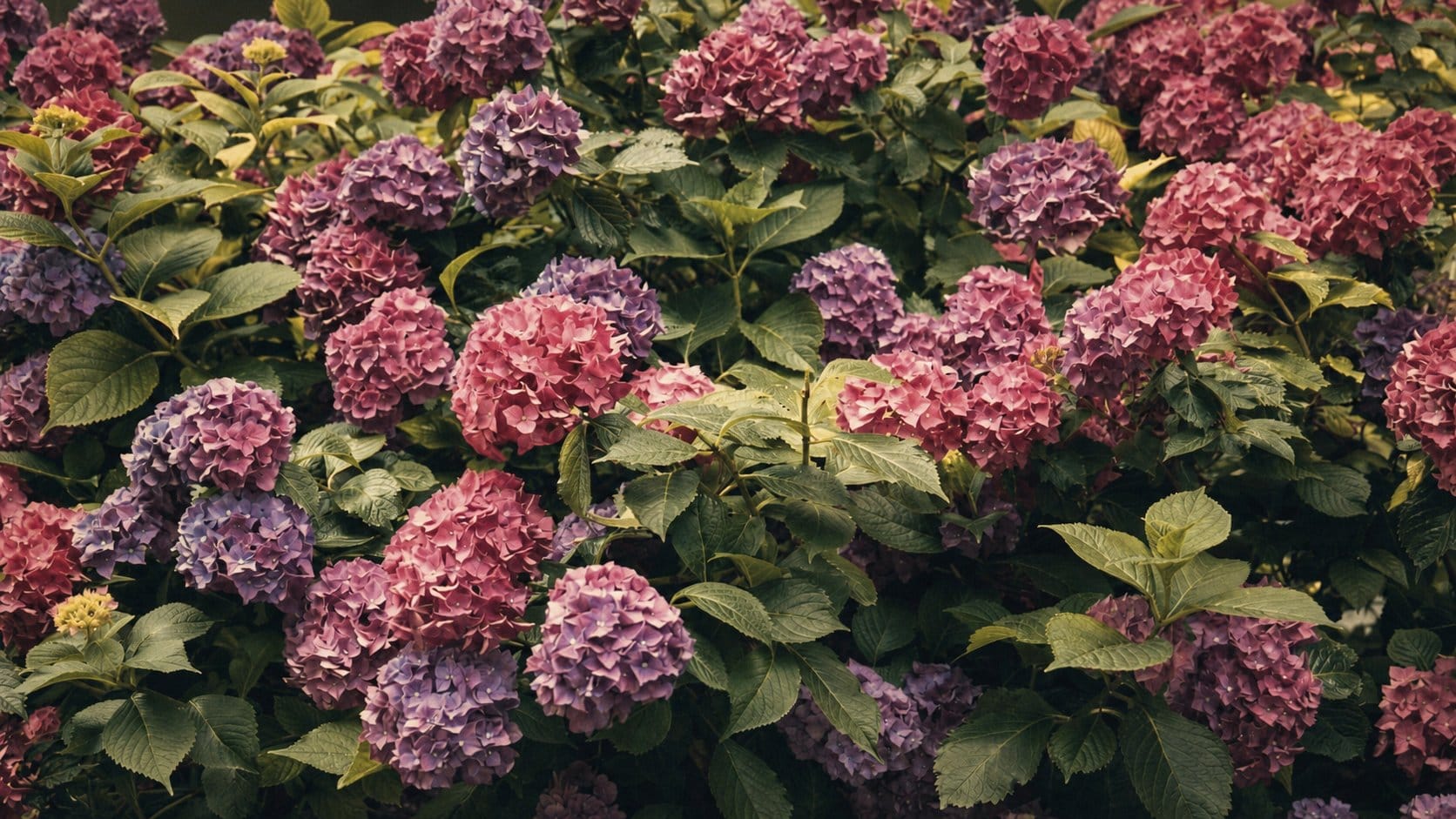 Hydrangea shrubs Cheongwadae-ro divider