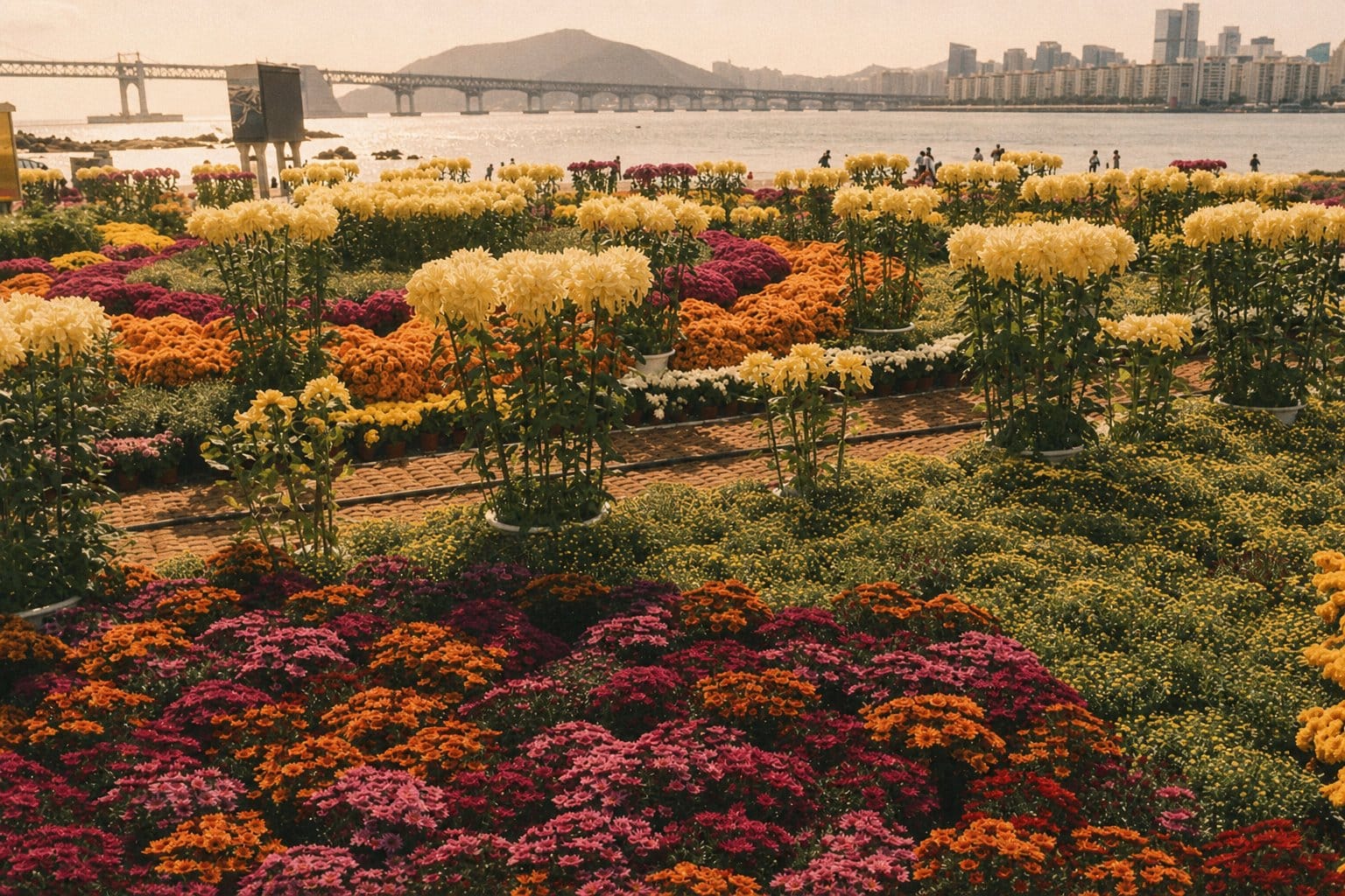 민락수변공원 (메인 이미지: 형형색색의 국화 꽃밭(노랑, 분홍, 주황, 마젠타)과 배경의 광안대교 및 마린시티. 백업 이미지: 광안대교(중앙), 마린시티 고층빌딩(배경), 해변 산책로(전경))