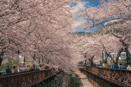 Seoul and Jinhae Don't Peak the Same Week — Here's the Timing