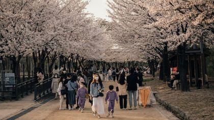 Seoul Cherry Blossom 2026: Festival Dates & Viewing Spots