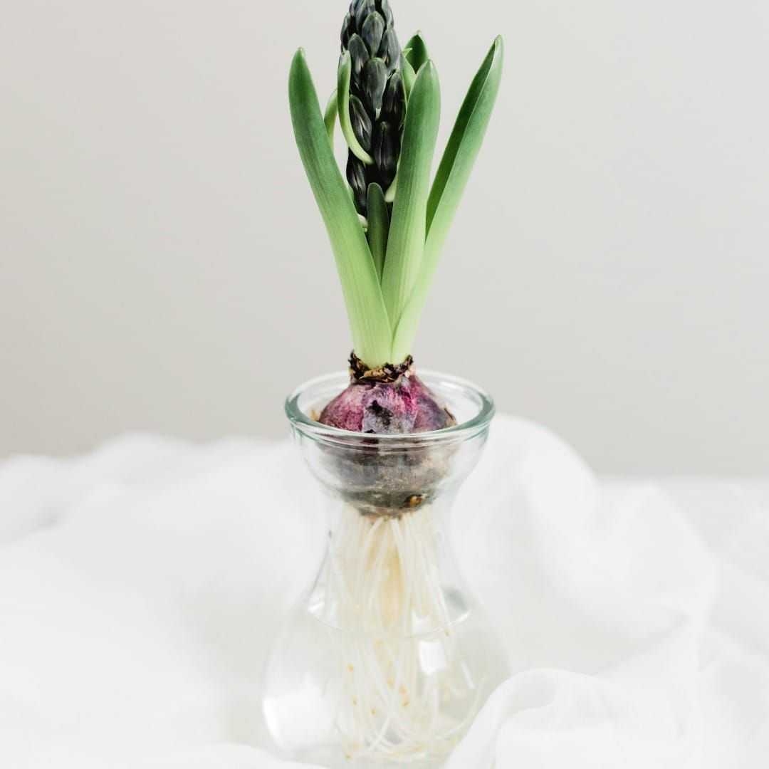 Floreciendo en Primavera- Yin Yoga 