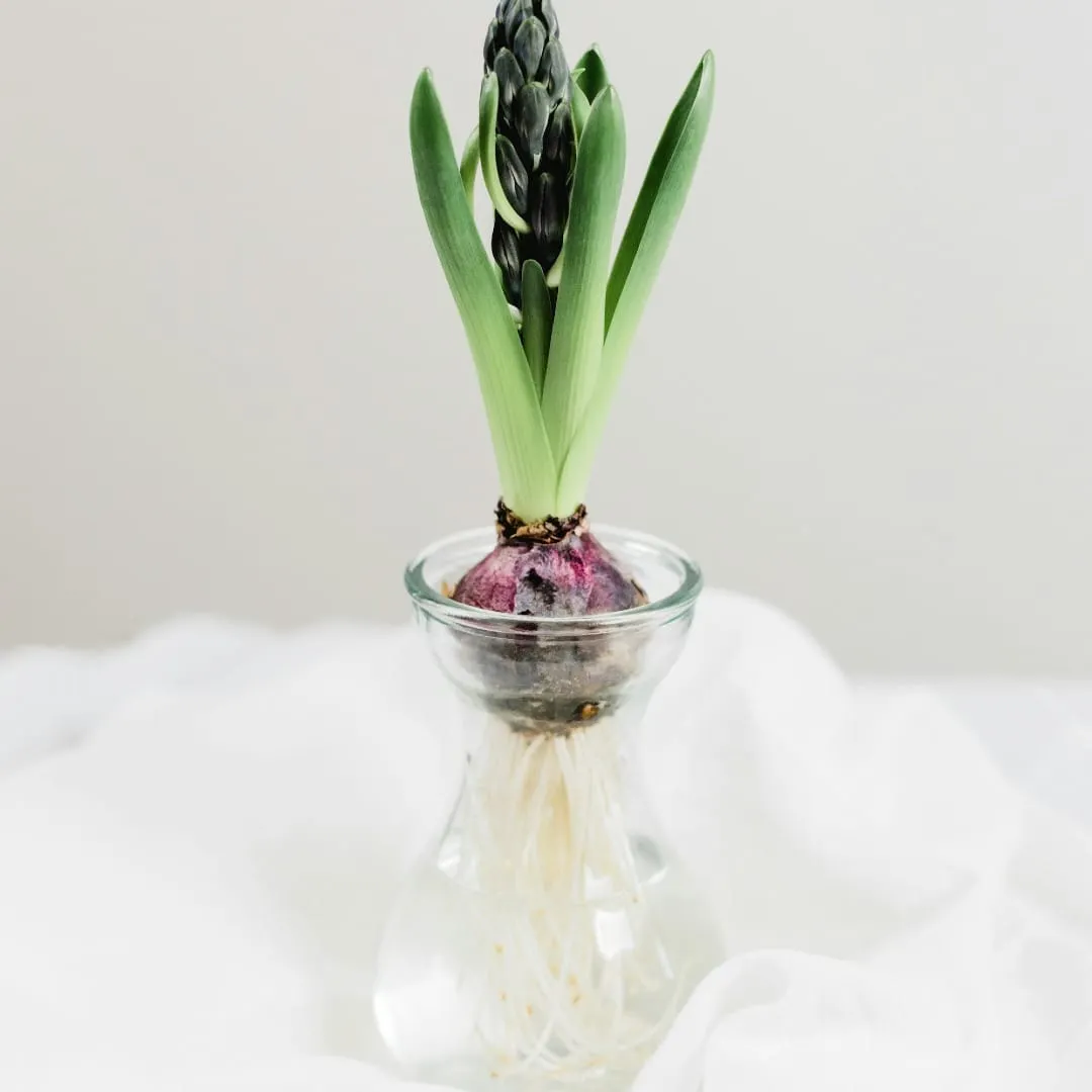 Floreciendo en Primavera- Yin Yoga 