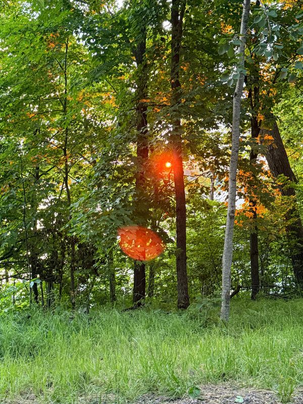 The Light Between the Trees