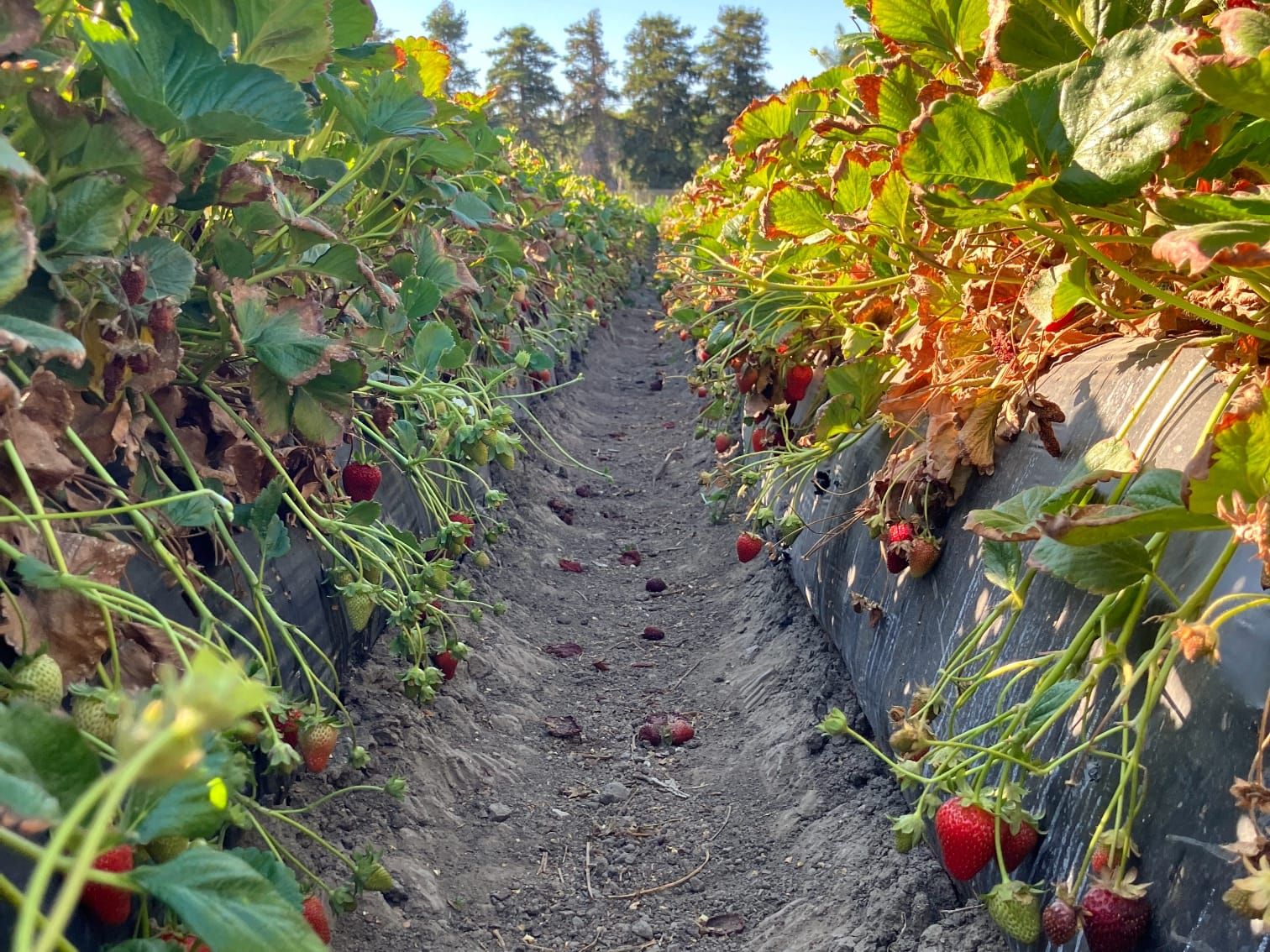 Great Joy this Sunday (& Berry Picking Today!)