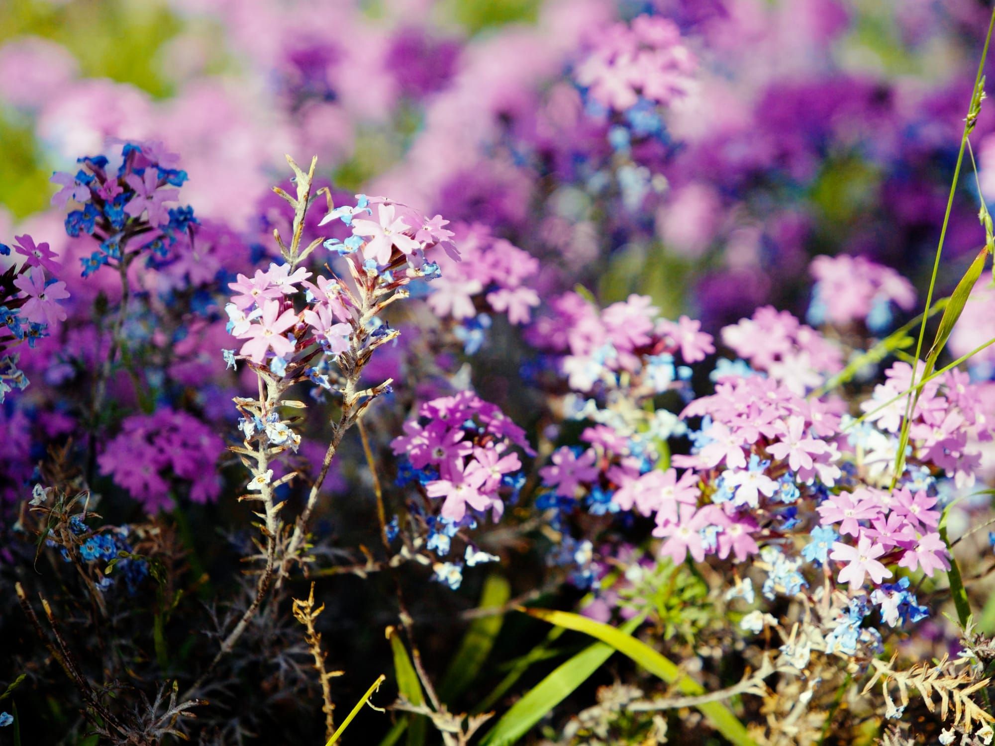 Gospel Fellowship for Ladies — This Wednesday!