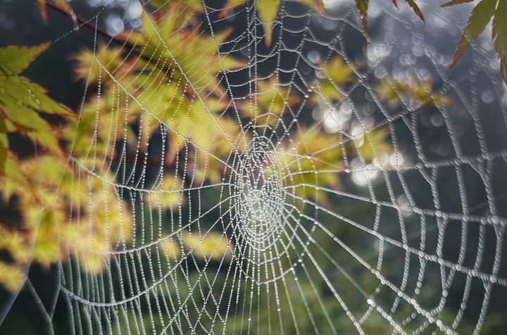 8th April - Quantum Physics, Entanglement & Mind