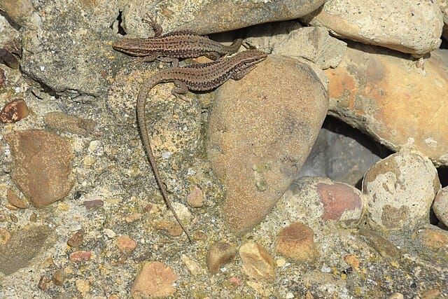 Is love fundamental?