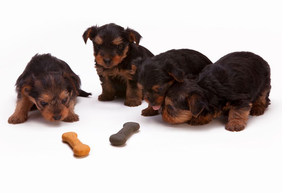 Eating your own Dog Food