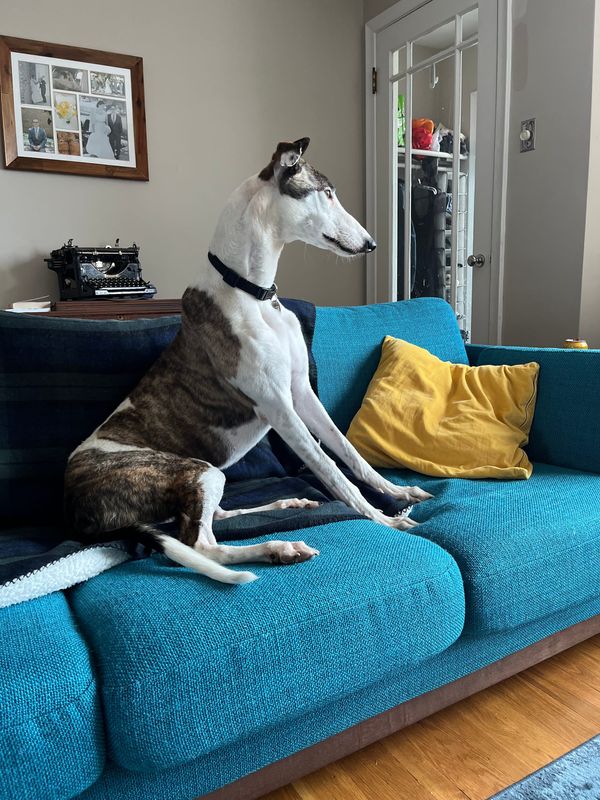 a white and brindle greyhound sits on a turquoise couch, staring out the window. 