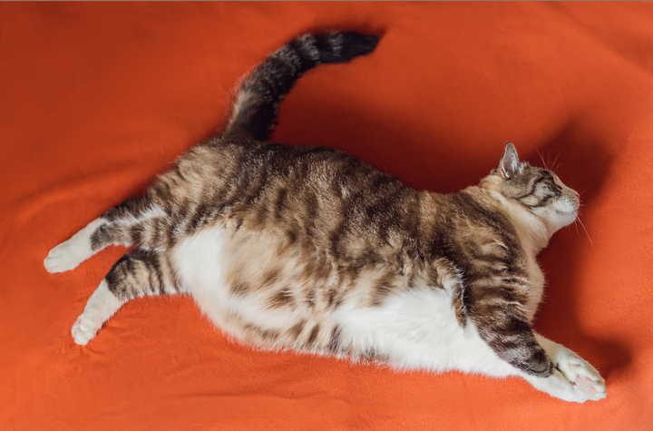 ช่วงนี้เธออ้วนขึ้นรึเปล่า