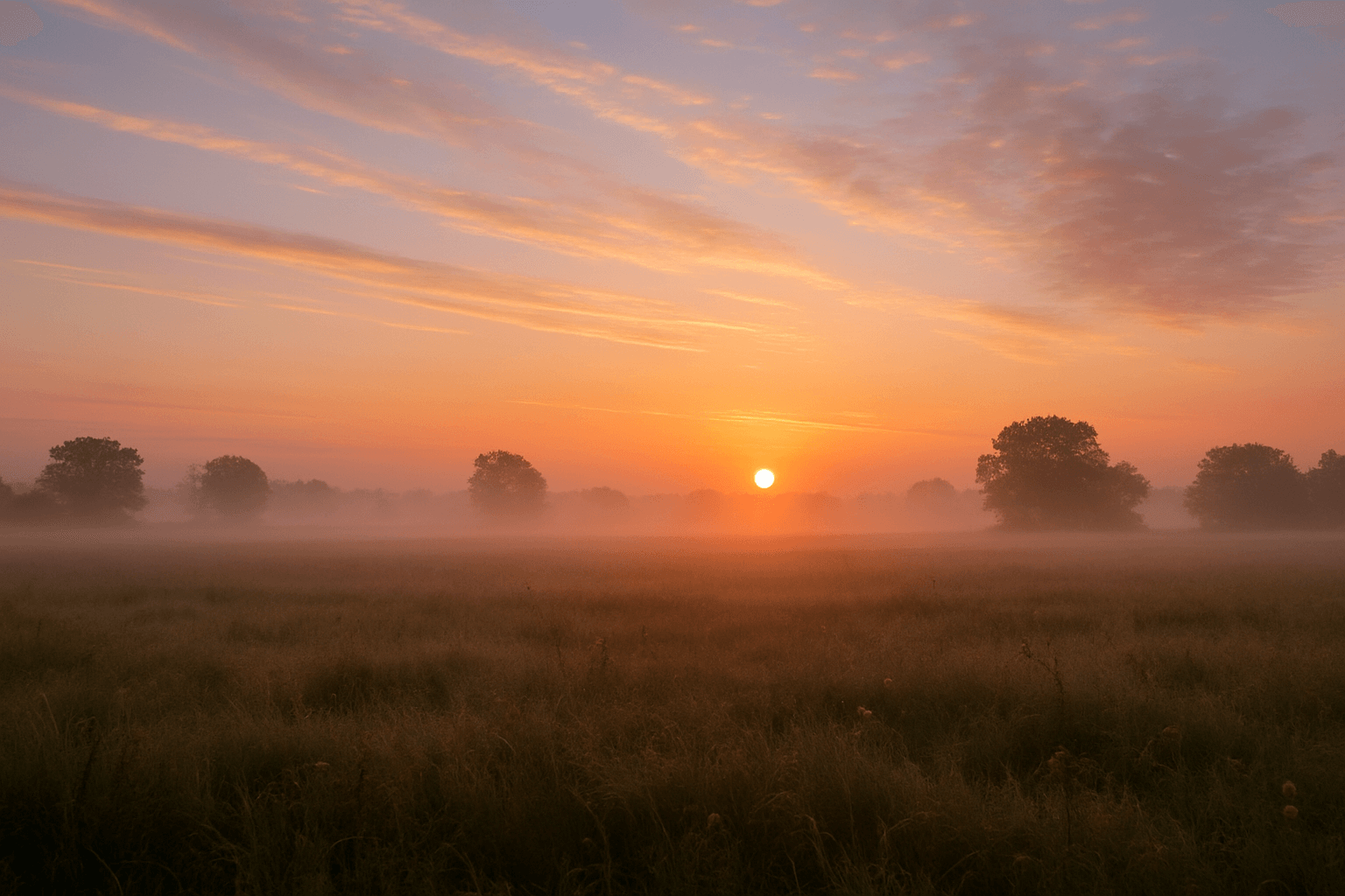 The sun rises over a peaceful field, illuminating trees and lush grass.