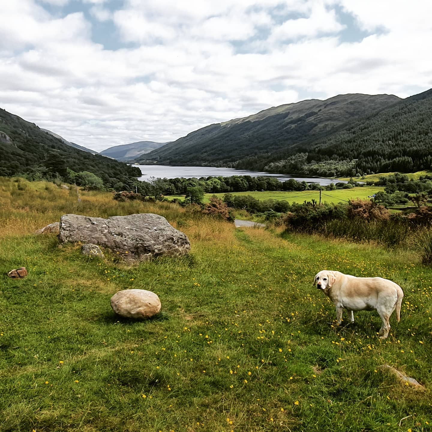 A dog at the Monachyle plinth with the Monachyle stone.
