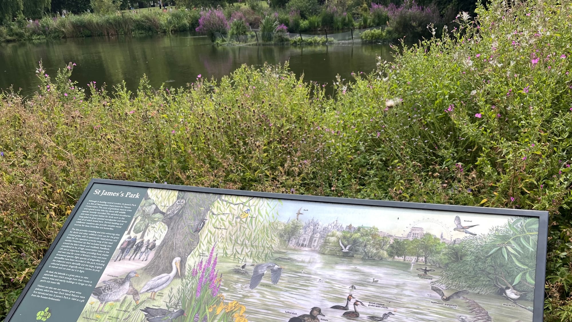 The view of a lake in St. James's Park, nearby Buckingham Palace. The lake is in the background, with a bush and a sign in the foreground.