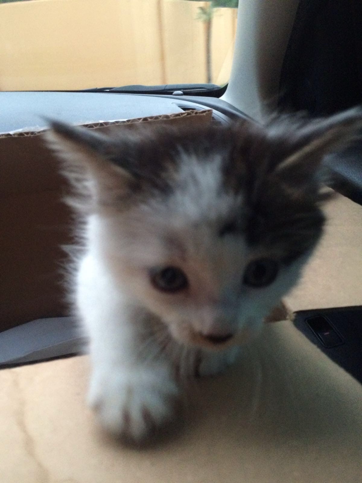 The first photo of my cat, Maya. She was a small kitten with a small patch of grease on her forehead, crawling out of a box.