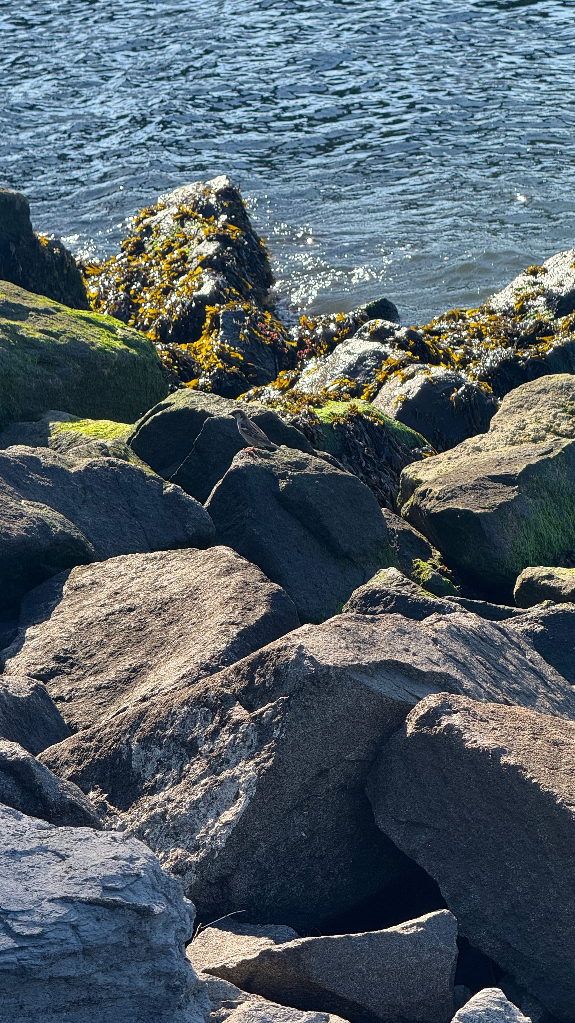 A bird on some mossy rocks in Brooklyn Bridge Park.