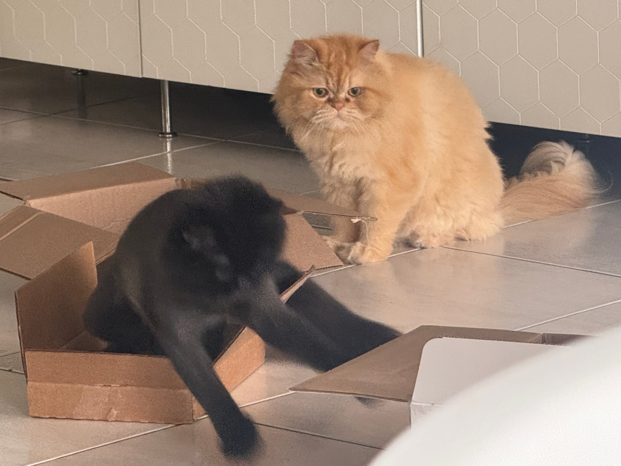 A black Persian cat named Pluto plays with a balled-up receipt as his father Cheeto, a ginger Persian cat, watches.