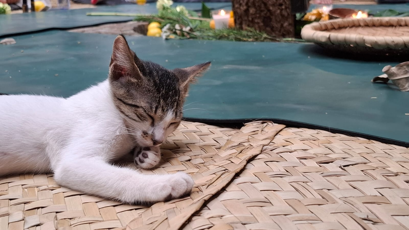 A cat sleeping in front of an altar for the Summer Solstice in Santo Domingo.
