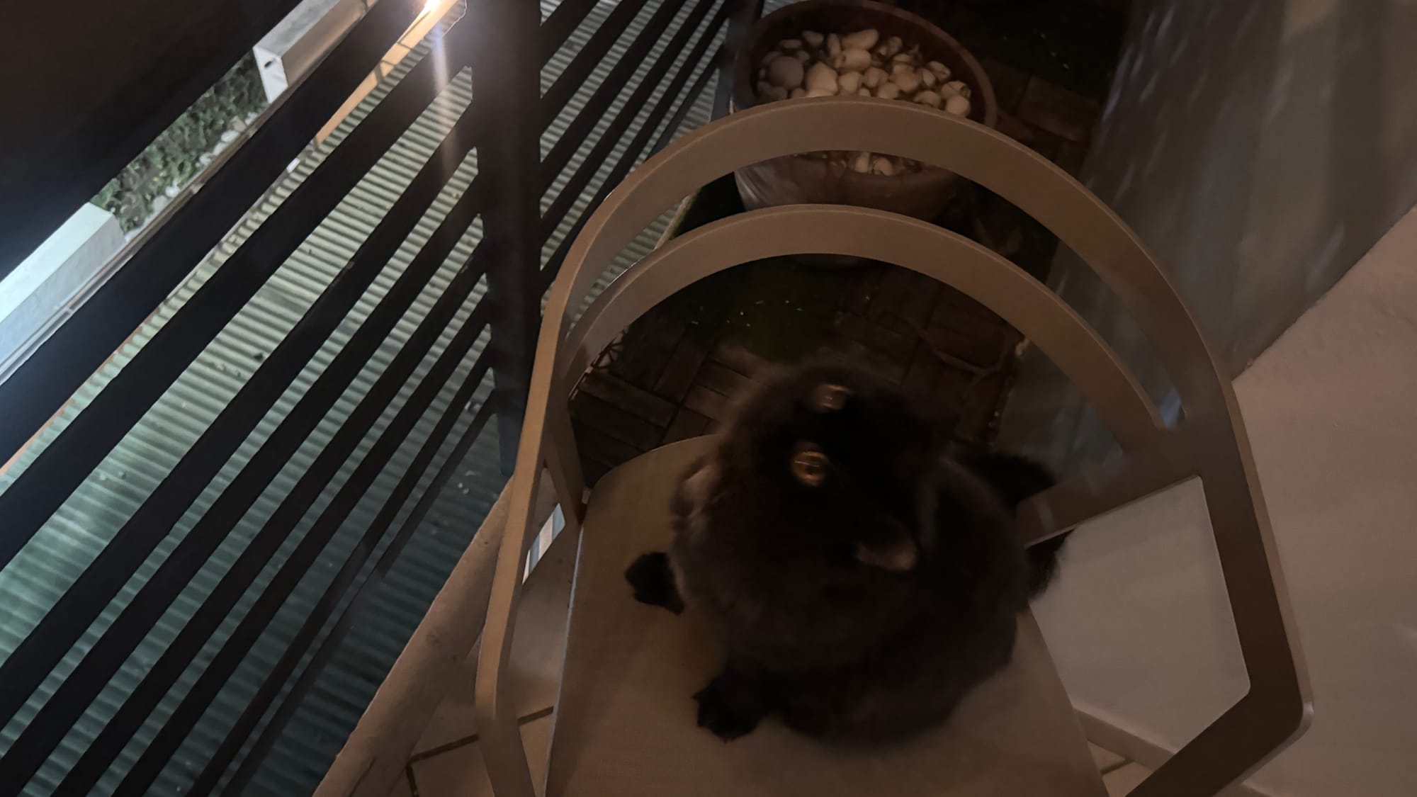 My cat Pluto looking up from a chair in the balcony of my flat, possibly looking at a partial lunar eclipse (probably not).