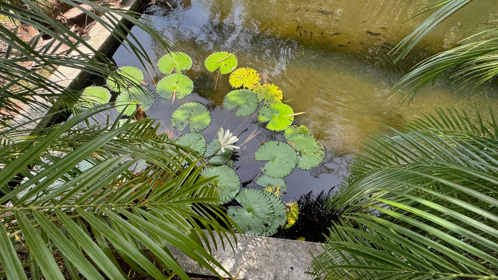 Nenúfares y peces en una picina del Jardín Botánico Nacional de Santo Domingo. / Lily pads and fish in a small pool in the Santo Domingo Botanical Garden.