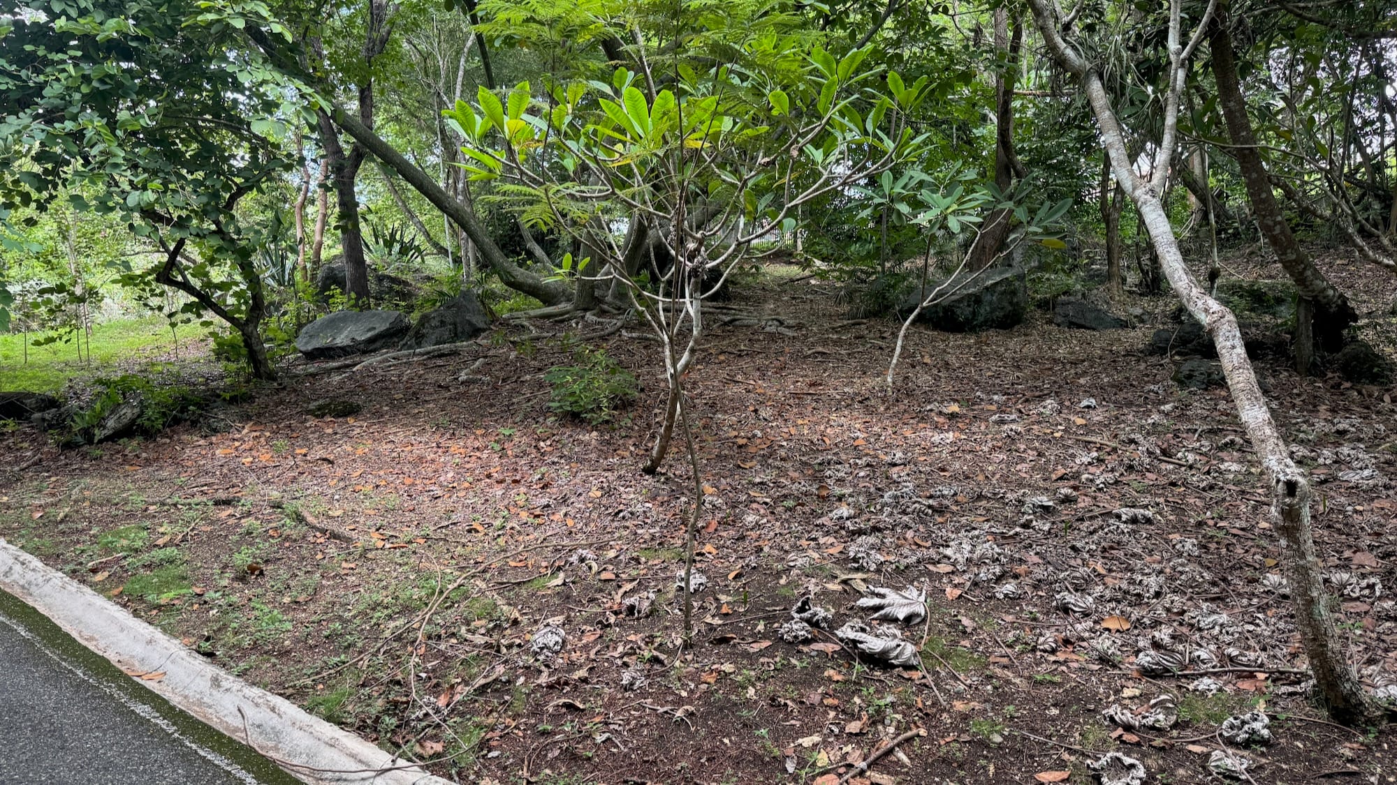 Unas rocas y arboles en el Jardín Botánico Nacional de Santo Domingo. / Some rocks and trees in the Santo Domingo Botanical Garden.