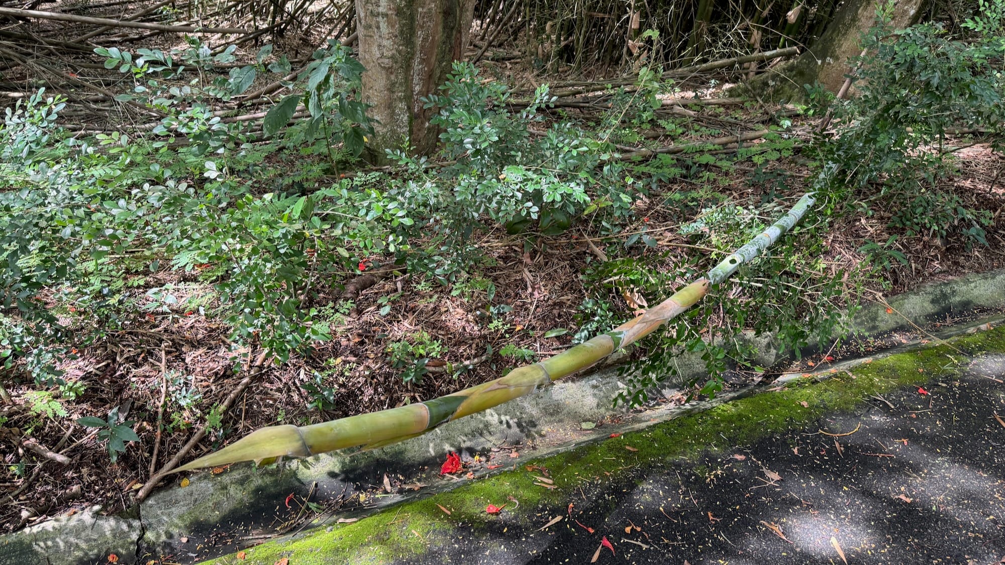Un tronco de bambú que se calló en el Jardín Botánico Nacional de Santo Domingo. / A fallen over bamboo trunk in the Santo Domingo Botanical Garden.