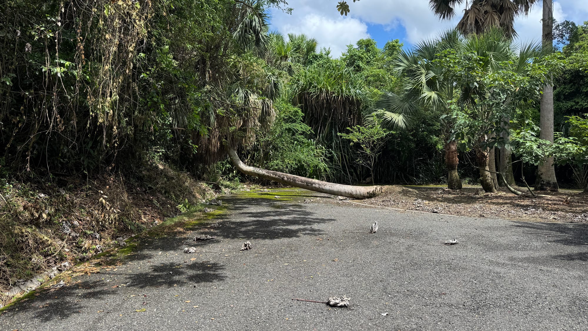 A fallen down tree blocking a roundabout in the Santo Domingo Botanical Garden.