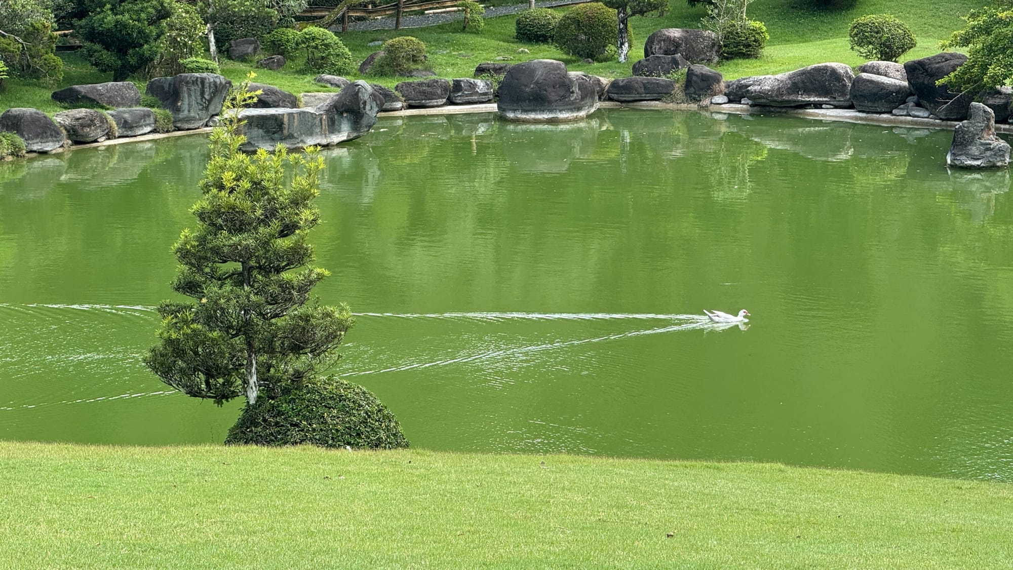 A duck swimming through a lake in the Santo Domingo Botanical Garden, in the Japanese Garden area. They're emitting visible ripples from how fast they're swimming.