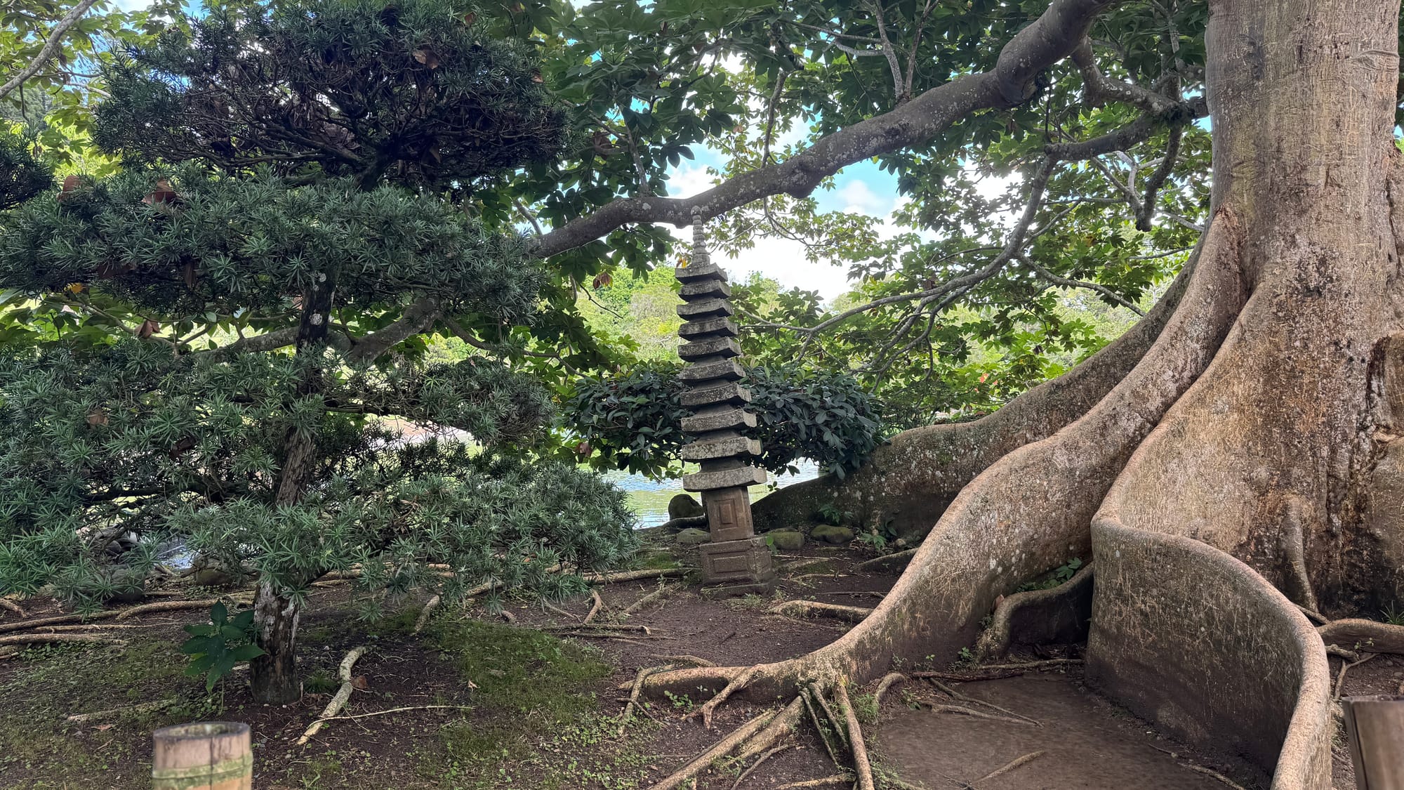 A stone sculpture next to a large tree in the Japanese Garden at the Santo Domingo Botanical Garden.