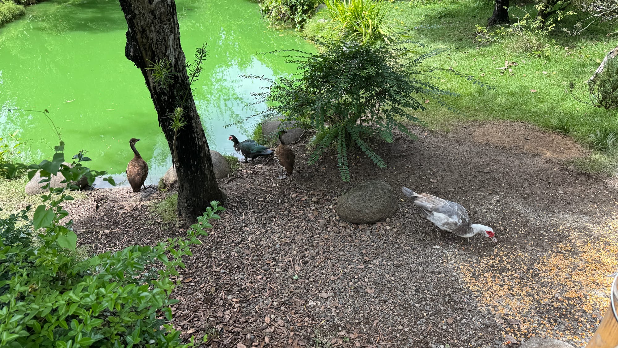 Four ducks next to a lake in the Santo Domingo Botanical Garden.