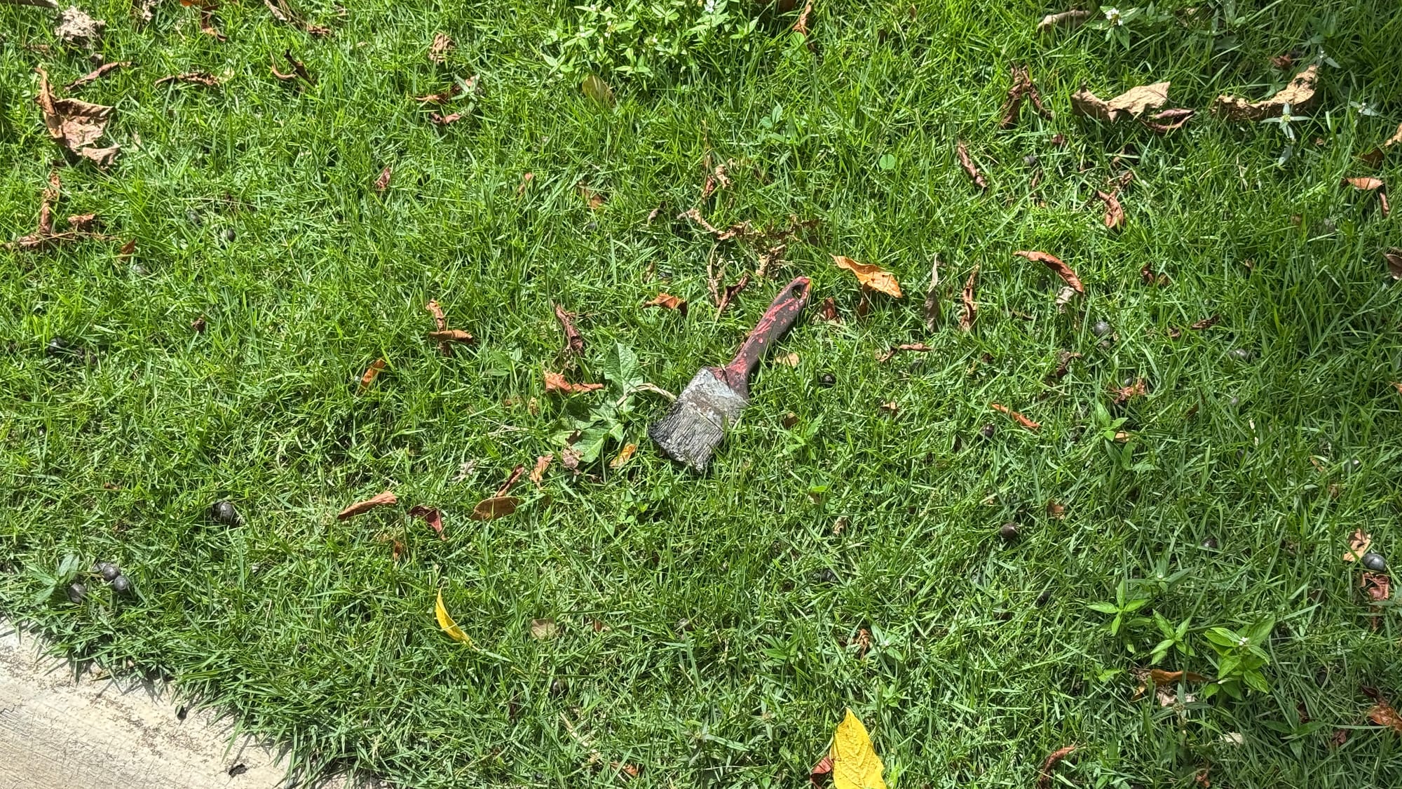 A discarded paintbrush in grass near some pavement.