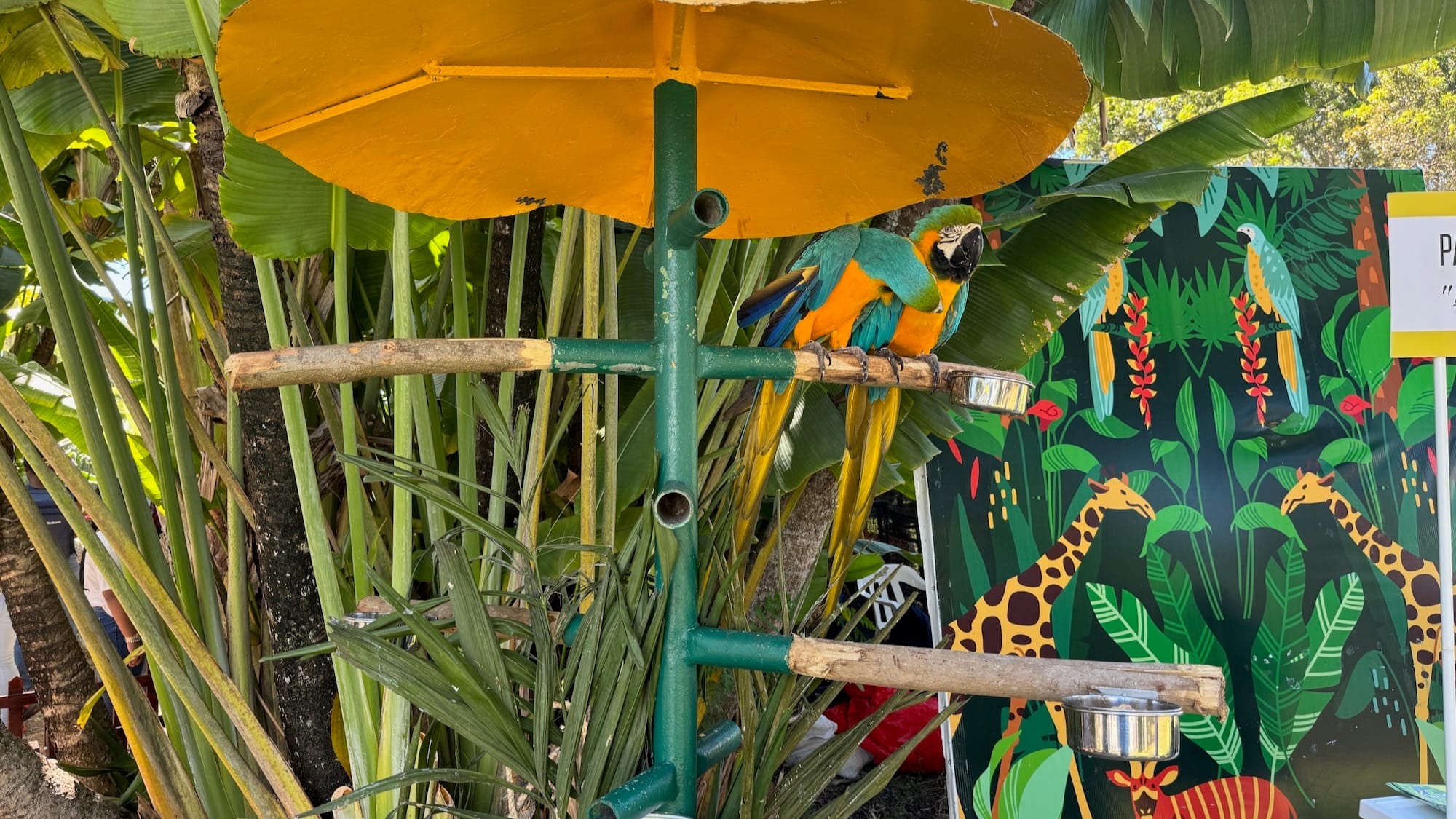 Two blue and yellow macaws in a fake tree. One is apparently cleaning the other.