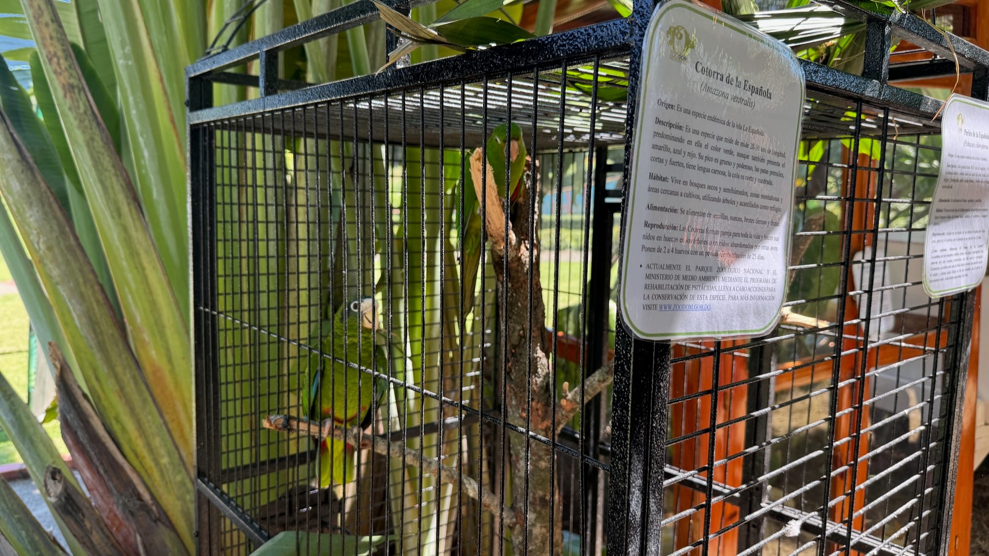 Two Hispaniolan amazon parrots in a cage. They're small and green, and one of them is in a small tree inside the cage.