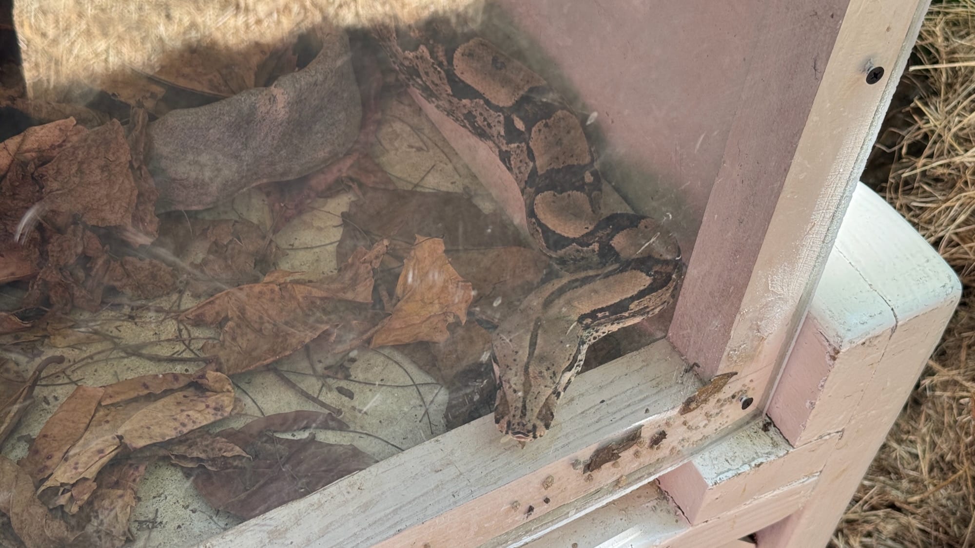A boa constrictor in a big box filled with leaves and other shrubbery.